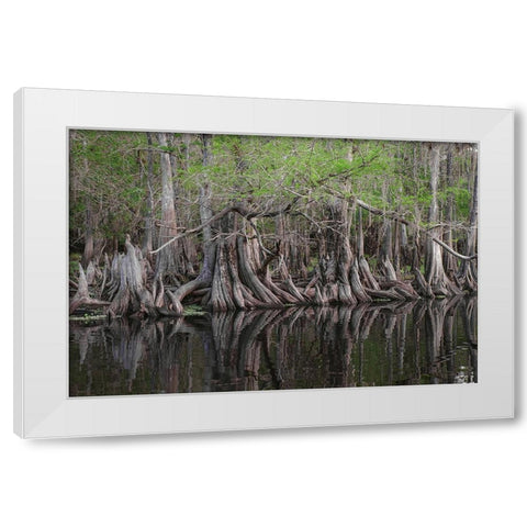 Early spring view of cypress trees reflecting on blackwater area of St Johns River-central Florida White Modern Wood Framed Art Print by Jones, Adam
