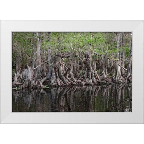 Early spring view of cypress trees reflecting on blackwater area of St Johns River-central Florida White Modern Wood Framed Art Print by Jones, Adam