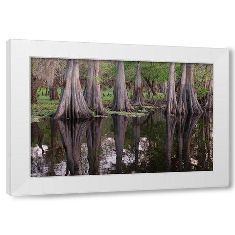 Early spring view of cypress trees reflecting on blackwater area of St Johns River-central Florida White Modern Wood Framed Art Print by Jones, Adam