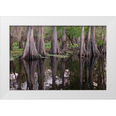 Early spring view of cypress trees reflecting on blackwater area of St Johns River-central Florida White Modern Wood Framed Art Print by Jones, Adam