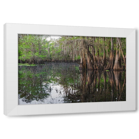 Early spring view of cypress trees reflecting on blackwater area of St Johns River-central Florida White Modern Wood Framed Art Print by Jones, Adam