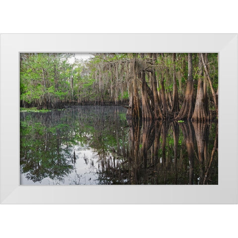 Early spring view of cypress trees reflecting on blackwater area of St Johns River-central Florida White Modern Wood Framed Art Print by Jones, Adam