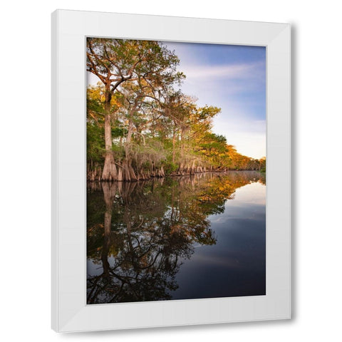 Early spring view of cypress trees reflecting on blackwater area of St Johns River-central Florida White Modern Wood Framed Art Print by Jones, Adam