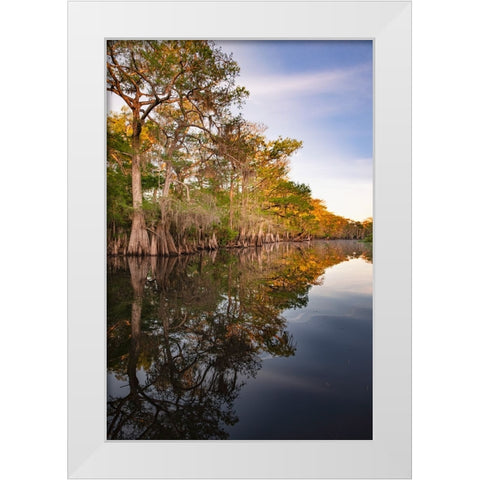 Early spring view of cypress trees reflecting on blackwater area of St Johns River-central Florida White Modern Wood Framed Art Print by Jones, Adam