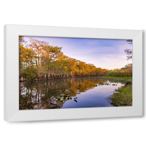 Early spring view of cypress trees reflecting on blackwater area of St Johns River-central Florida White Modern Wood Framed Art Print by Jones, Adam