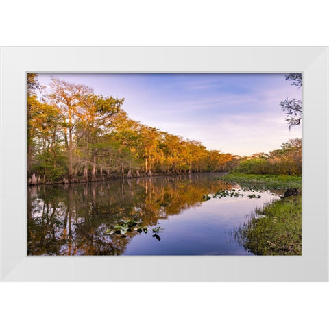 Early spring view of cypress trees reflecting on blackwater area of St Johns River-central Florida White Modern Wood Framed Art Print by Jones, Adam
