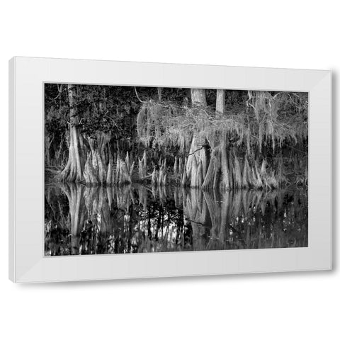 Early spring view of cypress trees reflecting on blackwater area of St Johns River-central Florida White Modern Wood Framed Art Print by Jones, Adam