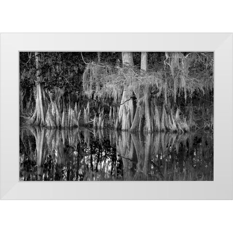 Early spring view of cypress trees reflecting on blackwater area of St Johns River-central Florida White Modern Wood Framed Art Print by Jones, Adam