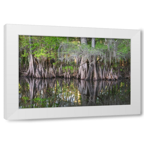 Early spring view of cypress trees reflecting on blackwater area of St Johns River-central Florida White Modern Wood Framed Art Print by Jones, Adam