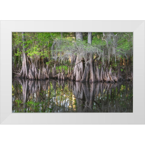 Early spring view of cypress trees reflecting on blackwater area of St Johns River-central Florida White Modern Wood Framed Art Print by Jones, Adam