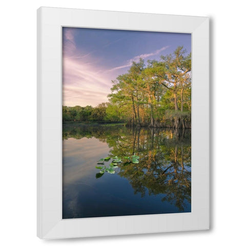 Early spring view of cypress trees reflecting on blackwater area of St Johns River-central Florida White Modern Wood Framed Art Print by Jones, Adam