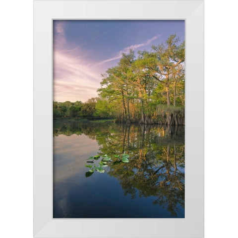Early spring view of cypress trees reflecting on blackwater area of St Johns River-central Florida White Modern Wood Framed Art Print by Jones, Adam