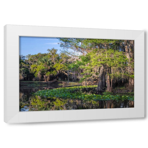 Early spring view of cypress trees reflecting on blackwater area of St Johns River-central Florida White Modern Wood Framed Art Print by Jones, Adam
