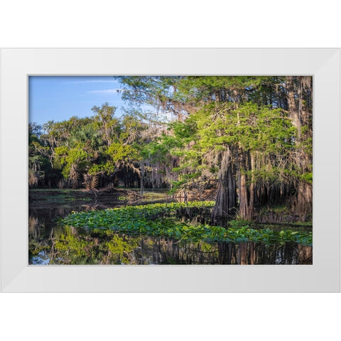 Early spring view of cypress trees reflecting on blackwater area of St Johns River-central Florida White Modern Wood Framed Art Print by Jones, Adam