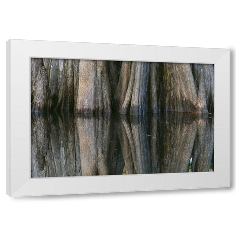 Pattern of cypress trees reflecting on blackwater area of St Johns River-central Florida White Modern Wood Framed Art Print by Jones, Adam