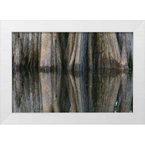 Pattern of cypress trees reflecting on blackwater area of St Johns River-central Florida White Modern Wood Framed Art Print by Jones, Adam