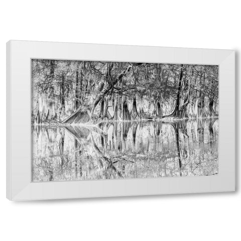 Early spring view of cypress trees reflecting on blackwater area of St Johns River-central Florida White Modern Wood Framed Art Print by Jones, Adam