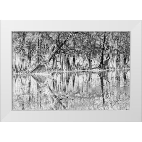 Early spring view of cypress trees reflecting on blackwater area of St Johns River-central Florida White Modern Wood Framed Art Print by Jones, Adam