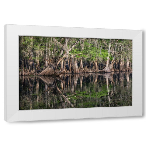 Early spring view of cypress trees reflecting on blackwater area of St Johns River-central Florida White Modern Wood Framed Art Print by Jones, Adam