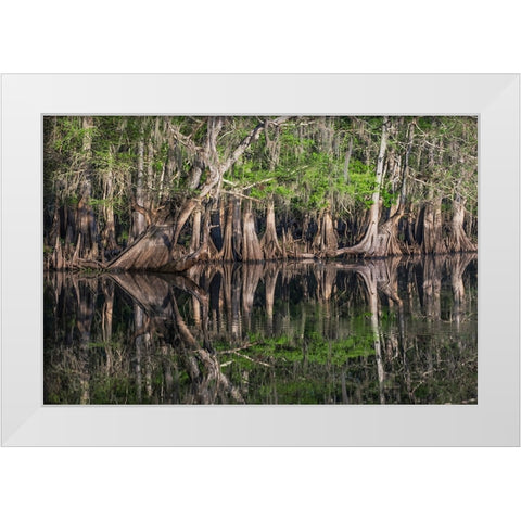 Early spring view of cypress trees reflecting on blackwater area of St Johns River-central Florida White Modern Wood Framed Art Print by Jones, Adam