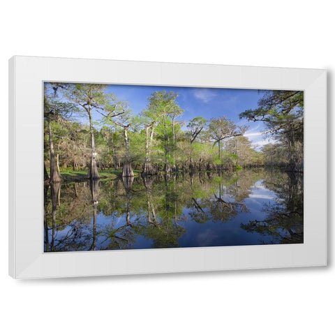 Early spring view of cypress trees reflecting on blackwater area of St Johns River-central Florida White Modern Wood Framed Art Print by Jones, Adam