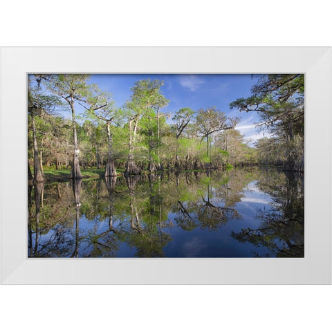 Early spring view of cypress trees reflecting on blackwater area of St Johns River-central Florida White Modern Wood Framed Art Print by Jones, Adam