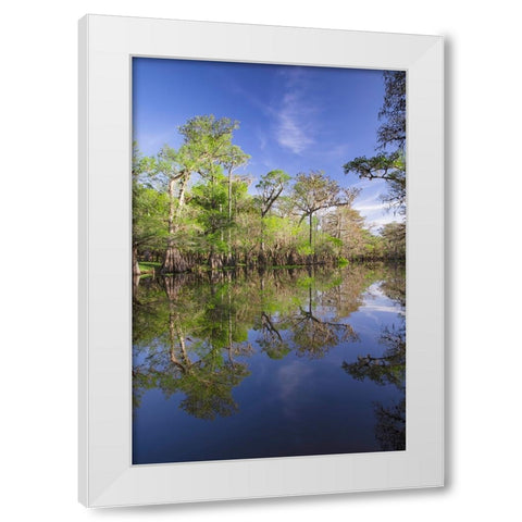 Early spring view of cypress trees reflecting on blackwater area of St Johns River-central Florida White Modern Wood Framed Art Print by Jones, Adam