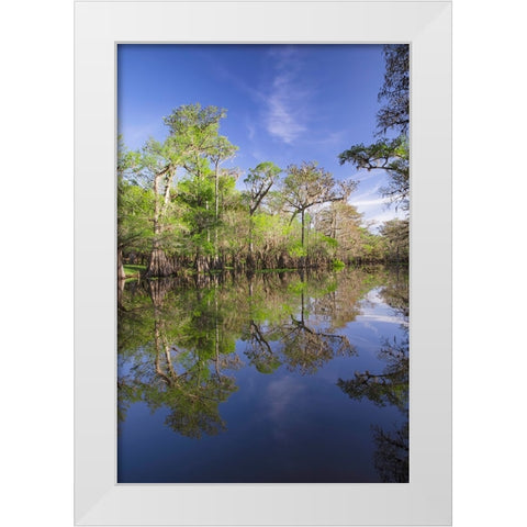 Early spring view of cypress trees reflecting on blackwater area of St Johns River-central Florida White Modern Wood Framed Art Print by Jones, Adam