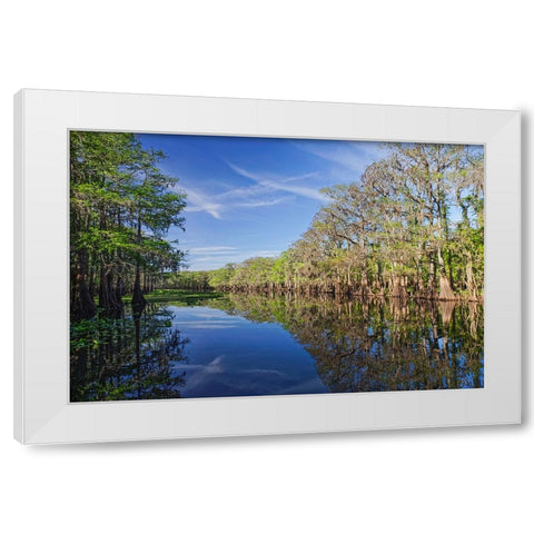 Early spring view of cypress trees reflecting on blackwater area of St Johns River-central Florida White Modern Wood Framed Art Print by Jones, Adam