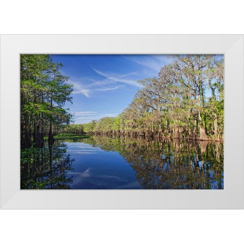 Early spring view of cypress trees reflecting on blackwater area of St Johns River-central Florida White Modern Wood Framed Art Print by Jones, Adam
