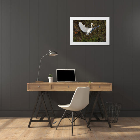 Great egret landing at nest site Venice rookery-Venice-Florida White Modern Wood Framed Art Print by Jones, Adam