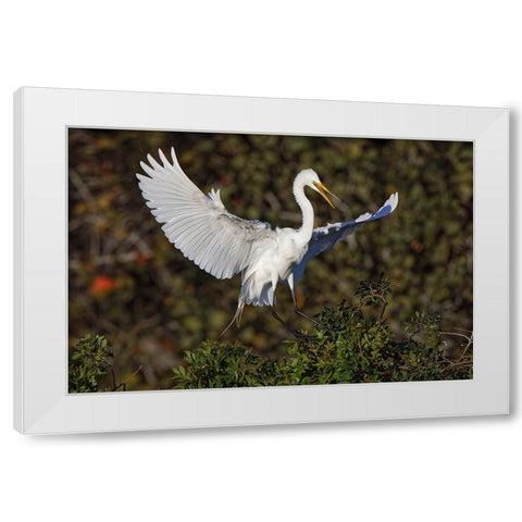 Great egret landing at nest site Venice rookery-Venice-Florida White Modern Wood Framed Art Print by Jones, Adam