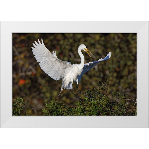 Great egret landing at nest site Venice rookery-Venice-Florida White Modern Wood Framed Art Print by Jones, Adam