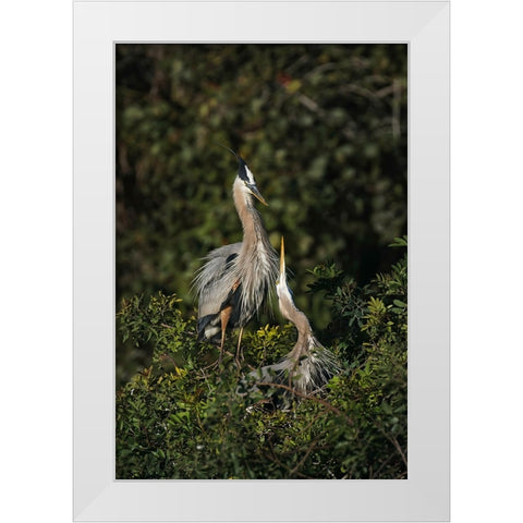 Blue Heron nest-Venice-Florida White Modern Wood Framed Art Print by Jones, Adam
