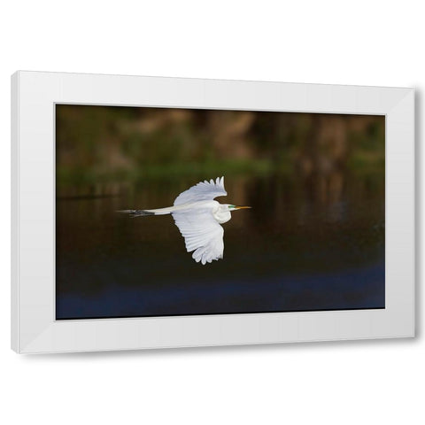 Great egret flying Venice rookery-Venice-Florida White Modern Wood Framed Art Print by Jones, Adam