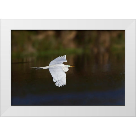 Great egret flying Venice rookery-Venice-Florida White Modern Wood Framed Art Print by Jones, Adam