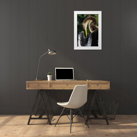 Anhinga preening Florida White Modern Wood Framed Art Print by Jones, Adam