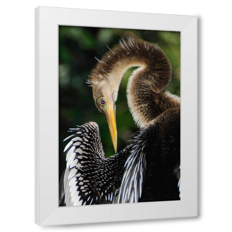 Anhinga preening Florida White Modern Wood Framed Art Print by Jones, Adam