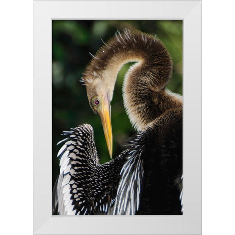 Anhinga preening Florida White Modern Wood Framed Art Print by Jones, Adam