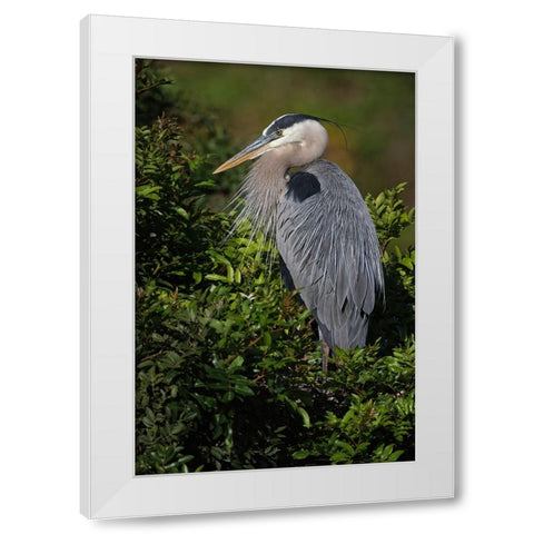Great blue heron-Venice rookery-Venice-Florida White Modern Wood Framed Art Print by Jones, Adam