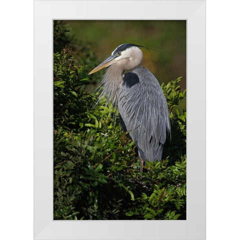 Great blue heron-Venice rookery-Venice-Florida White Modern Wood Framed Art Print by Jones, Adam