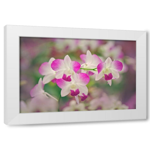 Hybrid Orchids Selby Gardens-Sarasota-Florida White Modern Wood Framed Art Print by Jones, Adam
