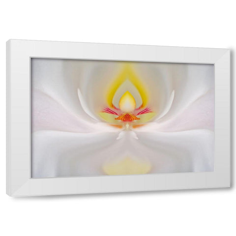 Abstract Hybrid Orchid Selby Gardens-Sarasota-Florida White Modern Wood Framed Art Print by Jones, Adam
