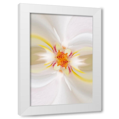 Hybrid Orchid Selby Gardens-Sarasota-Florida White Modern Wood Framed Art Print by Jones, Adam