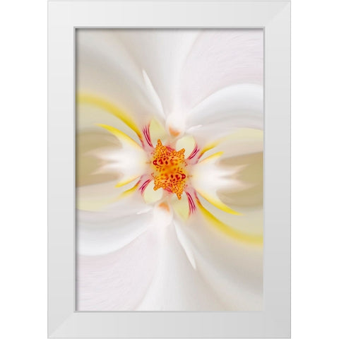Hybrid Orchid Selby Gardens-Sarasota-Florida White Modern Wood Framed Art Print by Jones, Adam