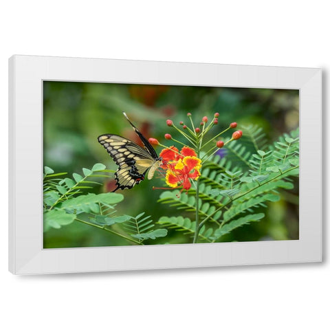 Eastern tiger swallowtail-Florida White Modern Wood Framed Art Print by Jones, Adam