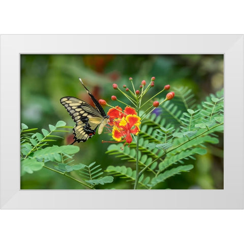Eastern tiger swallowtail-Florida White Modern Wood Framed Art Print by Jones, Adam