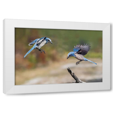 Florida scrub jay-Merritt Island National Wildlife Refuge-Florida White Modern Wood Framed Art Print by Jones, Adam