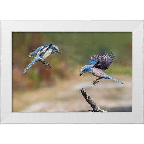 Florida scrub jay-Merritt Island National Wildlife Refuge-Florida White Modern Wood Framed Art Print by Jones, Adam