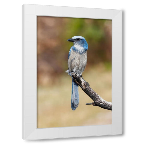 Florida scrub jay-Merritt Island National Wildlife Refuge-Florida White Modern Wood Framed Art Print by Jones, Adam